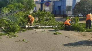 На улице Луначарского в Глазове упало дерево на проезжую часть дороги