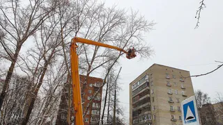 В Глазове завершают работы по обрезке аварийных деревьев 