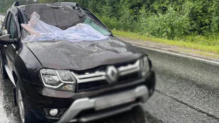 На дороге «Игра – Глазов» автомобилист сбил лося