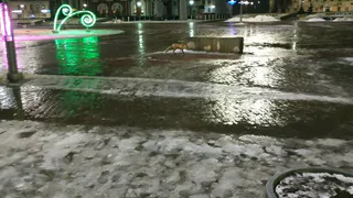 Лиса прогулялась по площади Свободы в Глазове