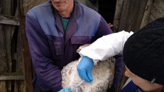 В Глазове и Глазовском районе проходит вакцинация домашней птицы