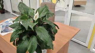 1 ложка под корень — и вялый спатифиллум оживает сразу: сочные листья без жухлых кончиков — нужна одна подкормка