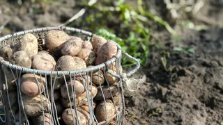 Жителей Удмуртии предупредили о штрафах за продажу картофеля