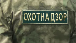 Тушу погибшего в ДТП лося пытались украсть жители из Удмуртии