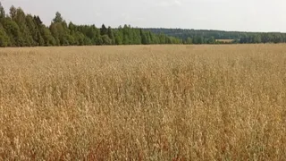 В Удмуртии из-за переувлажнения почвы ввели режим ЧС.