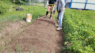 Присыпаю междурядья этой смесью: сорняки не лезут всё лето — экономлю на прополке и наслаждаюсь чистым огородом