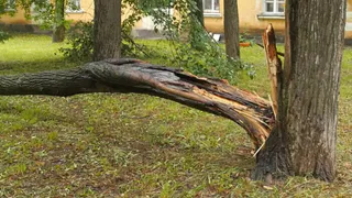 Из-за ураганного ветра в Глазове повалило деревья