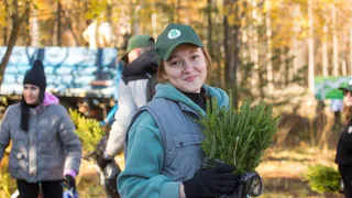 За шесть лет в Удмуртии восстановили порядка 65 тысяч гектаров леса