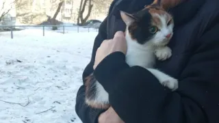 В Удмуртии профессиональные альпинисты сняли кошку с высокого дерева