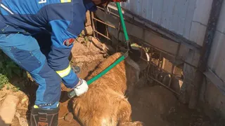 В Лудорвае спасли алабая, застрявшего в заборе между арматурой