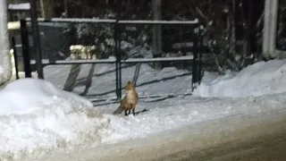 В хозяйства села Понино пришла лиса