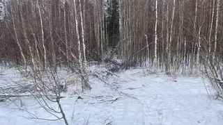Житель Удмуртии задержан за незаконную рубку леса