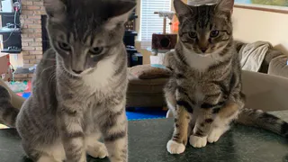 Этот неочевидный предмет крайне важен для кошек, а мы и не знали - проверьте, есть ли у вашей кошки