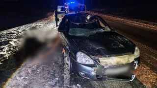 В Игринском районе произошла дорожная авария из-за лося