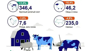 В Удмуртии снизилось поголовье свиней, овец и коз