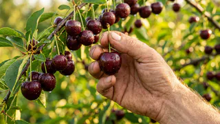 Не черешня и не вишня — вкуснее и ароматнее: плоды слаще сахара и растет без хлопот, чудо селекции