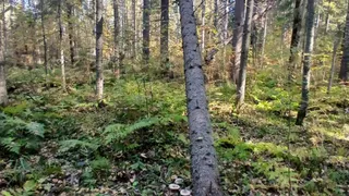 В Удмуртии задержан подозреваемый в незаконной рубке леса на сумму свыше 200 тысяч рублей