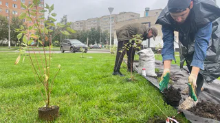 Восемь кедров высадят в Глазове около нового Центра культурного развития «Крылья»