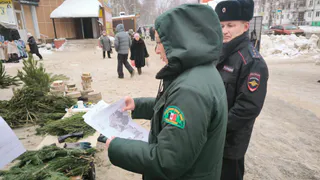 Незаконных фактов продажи новогодних елок в Удмуртии не установлено