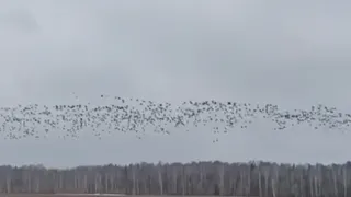 Огромную стаю диких гусей заметили над полями Увинского района