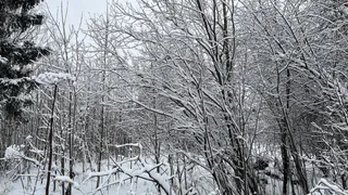 В МЧС Удмуртии назвали районы, где в лесах чаще всего терялись люди