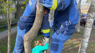 Спасатели Удмуртии сняли ребенка с дерева