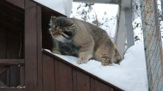 Животные зоопарка в Удмуртии пока не почувствовали наступление весны