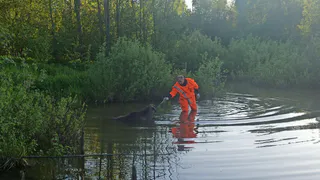 Лосенок застрял в пруду в Удмуртии