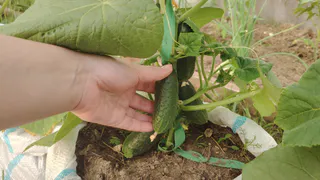 Завязи больше не осыпаются: 5 основных ошибок при поливе огурцов, которые лишают половины урожая