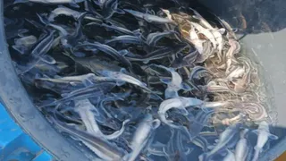 В Удмуртии для возмещения ущерба предприятие выпустило в Каму более 8 тысяч особей молоди стерляди