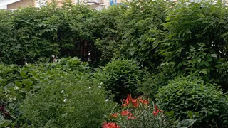 Погода в Глазове на 20 июня