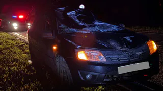 В Удмуртии водитель «Лады Гранты» сбил лося на трассе «Ижевск-Ува», пострадали два человека