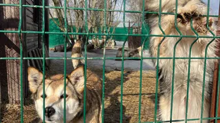 Глазовчан приглашают помочь братьям нашим меньшим