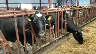 На каждого жителя Удмуртии приходится почти двойная норма молочных продуктов