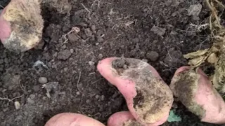 Глазов атаковали хомяки