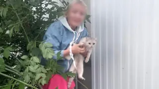 Спасатели вытащили кошку, которая застряла между листом профнастила и стеной здания