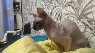 Кошка ложится именно на ваше место не из вредности: что на самом деле означает эта привычка