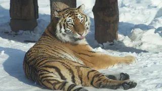 17-летний амурский тигр Марс из зоопарка Ижевска вышел на пенсию