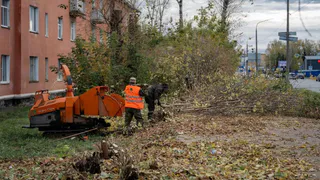 Жалобы услышали: в Глазове взялись за деревья и кусты по просьбам горожан