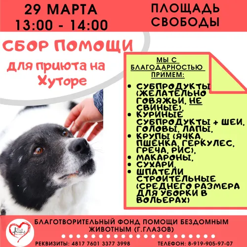 В это воскресенье проведут благотворительный сбор в помощь бездомным животным Глазова
