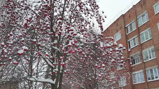 За эту неделю в Удмуртии выпадет много снега