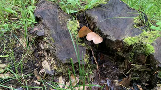 Власти Удмуртии отреагировали на жалобы жителей из-за вырубки деревьев