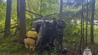 Лось стал причиной серьезного ДТП в Удмуртии