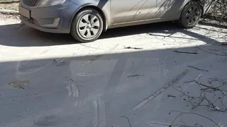 В столице Удмуртии дерево упало на пенсионерку