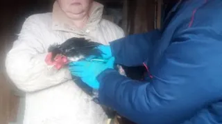 В Удмуртии начали прививать домашнюю птицу