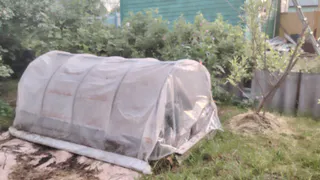 Пластиковые бутылки объемом 2 литра не выкидываю: пленку с парника не сорвет даже штормовой ветер – благодаря трюку с бутылками