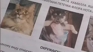 Дети и педагоги одной из частных школ Глазова разработали специальный сборник заданий, чтобы помочь приюту для бездомных животных