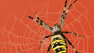 Жителям Удмуртии рассказали о последствиях укуса паука-осы