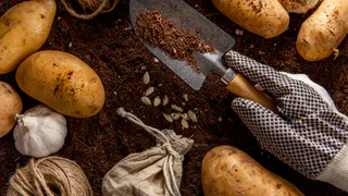 Какие удобрения вносить в лунку при посадке картофеля весной - пошаговый план