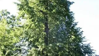 Липа из Удмуртии может стать деревом года